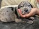 Great Dane Puppies for sale in Burleson, TX 76028, USA. price: NA