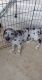 Great Dane Puppies for sale in Toney, AL, USA. price: NA