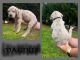 Great Dane Puppies for sale in Crestview, FL, USA. price: $1,800