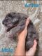 Great Dane Puppies for sale in Tucson, AZ, USA. price: $1,500