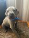 Great Dane Puppies for sale in Kissee Mills, MO 65680, USA. price: NA
