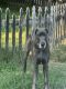 Great Dane Puppies for sale in Union Mills, NC 28167, USA. price: NA