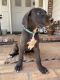 Great Dane Puppies for sale in Redding, CA 96002, USA. price: NA