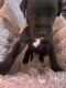Great Dane Puppies for sale in Moore, OK, USA. price: NA