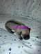 Great Dane Puppies for sale in Doniphan, MO 63935, USA. price: $800