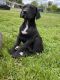 Great Dane Puppies for sale in Salem, OR, USA. price: $500