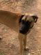 Great Dane Puppies for sale in Kompally, Hyderabad, Telangana, India. price: 25000 INR