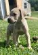 Great Dane Puppies for sale in Richburg, SC 29729, USA. price: $1,800