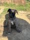 Great Dane Puppies for sale in Baytown, TX 77521, USA. price: $200