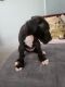 Great Dane Puppies for sale in Westminster, CA, USA. price: $800