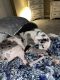 Great Dane Puppies for sale in Panama City, FL, USA. price: NA