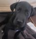 Great Dane Puppies for sale in Niagara County, NY, USA. price: $400