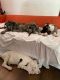 Great Dane Puppies for sale in Palm Springs, CA, USA. price: $500