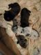 Great Dane Puppies for sale in Cattaraugus, NY 14719, USA. price: NA