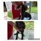 Great Dane Puppies for sale in Plant City, FL, USA. price: $600