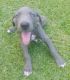 Great Dane Puppies for sale in Morehead City, NC, USA. price: $100,000