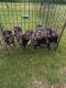Great Dane Puppies for sale in Red Oak, IA 51566, USA. price: NA
