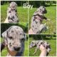 Great Dane Puppies for sale in Springfield, MO, USA. price: NA