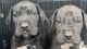 Great Dane Puppies for sale in Hickory, NC 28602, USA. price: NA