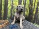 Great Dane Puppies for sale in Bland, MO 65014, USA. price: $1,100