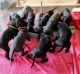 Great Dane Puppies for sale in Idaho Falls, ID, USA. price: $1,000