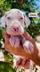 Great Dane Puppies for sale in Phoenix, AZ 85032, USA. price: NA