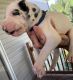 Great Dane Puppies for sale in Summerville, GA 30747, USA. price: NA