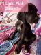 Great Dane Puppies for sale in Salmon, ID 83467, USA. price: NA