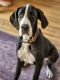 Great Dane Puppies for sale in Almont, MI 48003, USA. price: NA