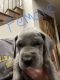 Great Dane Puppies for sale in Neosho, MO 64850, USA. price: $600
