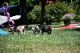 Great Dane Puppies for sale in Allentown, NJ 08501, USA. price: $2,200