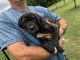 Great Dane Puppies for sale in Live Oak, FL, USA. price: NA