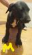 Great Dane Puppies for sale in Hesperia, MI 49421, USA. price: NA