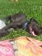 Great Dane Puppies for sale in St Leon, IN 47012, USA. price: NA