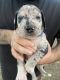 Great Dane Puppies for sale in Larue, TX 75770, USA. price: NA