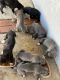 Great Dane Puppies for sale in Riverside, CA, USA. price: $1,200