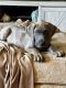 Great Dane Puppies for sale in Denver, NC, USA. price: NA
