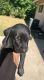 Great Dane Puppies for sale in San Antonio, TX, USA. price: $45