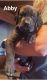 Great Dane Puppies for sale in Tucson, AZ, USA. price: $1,500