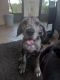 Great Dane Puppies for sale in Lecanto, FL, USA. price: NA