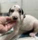 Great Dane Puppies for sale in Gibson, GA 30810, USA. price: $850