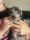 Great Dane Puppies for sale in Bowie, TX 76230, USA. price: NA