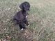 Great Dane Puppies for sale in Jacksonville, FL, USA. price: NA