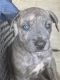 Great Dane Puppies for sale in Floresville, TX 78114, USA. price: NA