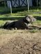 Great Dane Puppies for sale in Corning, NY 14830, USA. price: $2,300