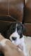 Great Dane Puppies for sale in 250 Westwood Ave, Winter Haven, FL 33880, USA. price: NA