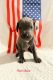 Great Dane Puppies for sale in Astor, FL 32102, USA. price: NA