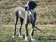 Great Dane Puppies for sale in Polk City, FL 33868, USA. price: $3,500