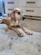 Great Dane Puppies for sale in Lumber Bridge, NC 28357, USA. price: $1,000