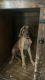 Great Dane Puppies for sale in Fayetteville, NC, USA. price: NA